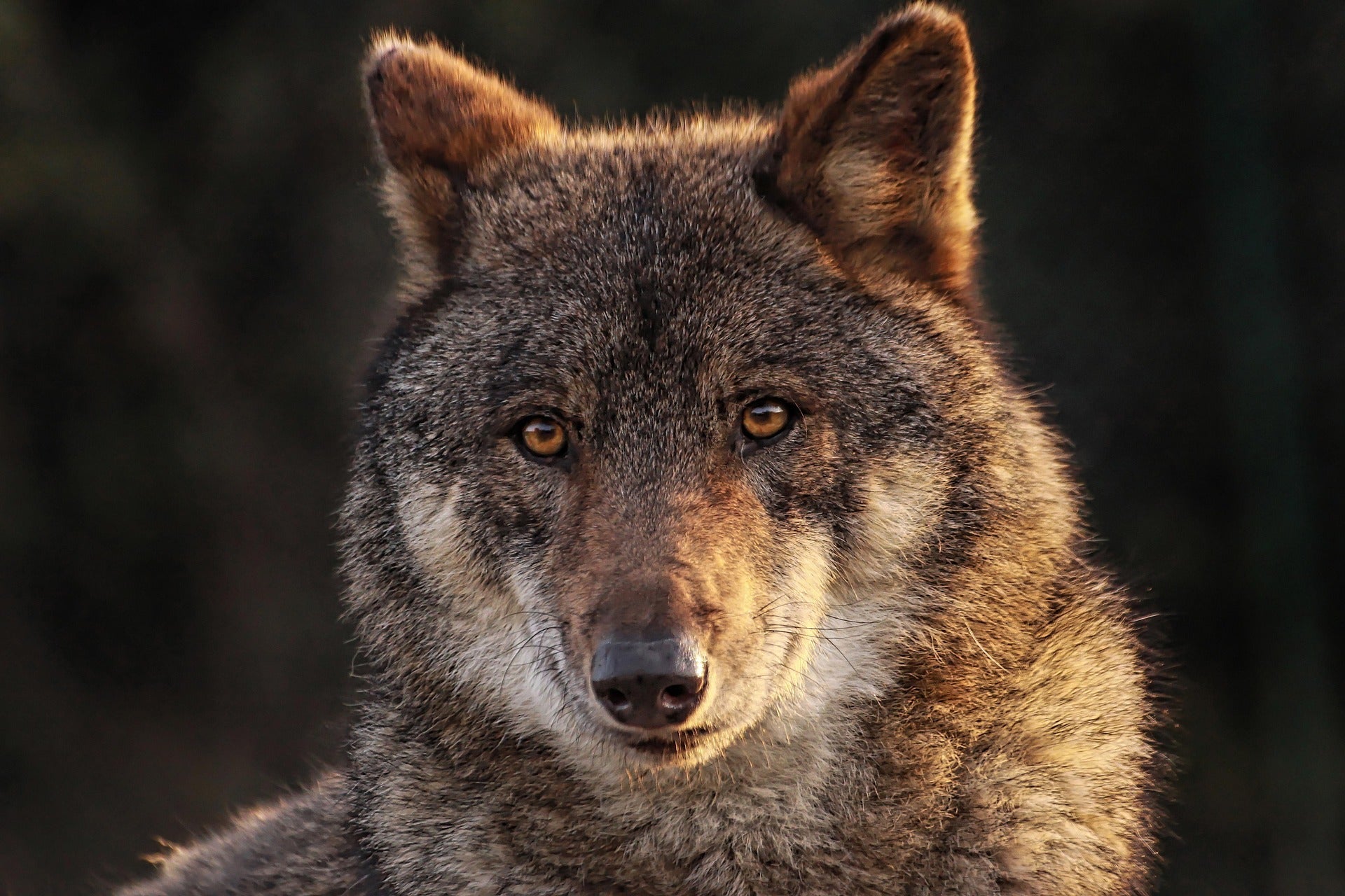 Close-up of a wolf with a dark background