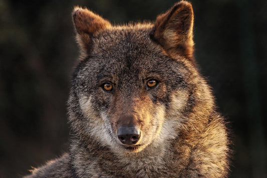 Close-up of a wolf with a dark background