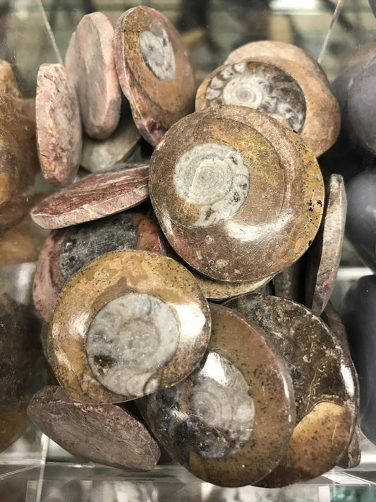 polished pieces of brown and grey ammonite that resemble a swirled shell