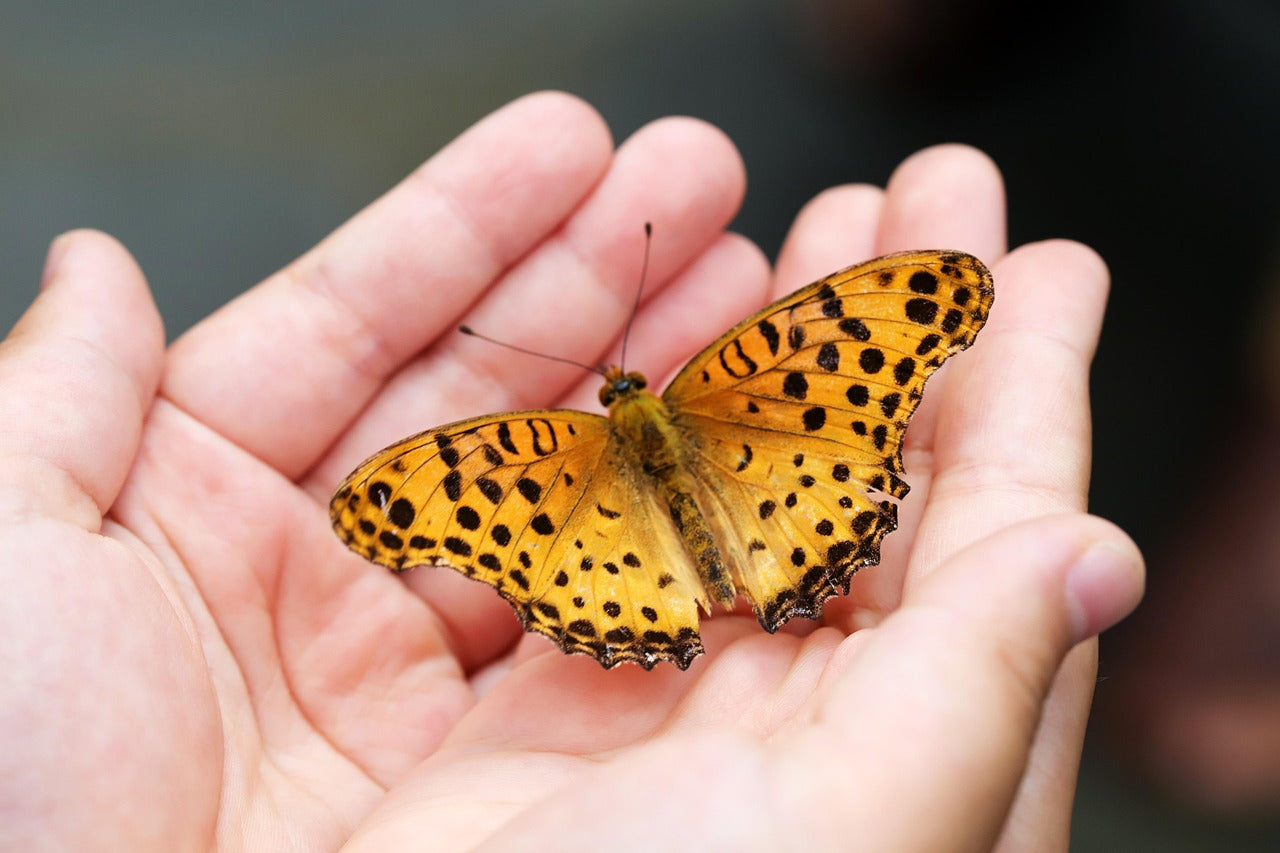 An orange butterfly with black spots held by hands
