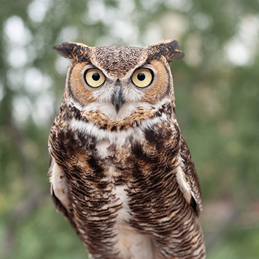 Owl Spirit House Blend Oil