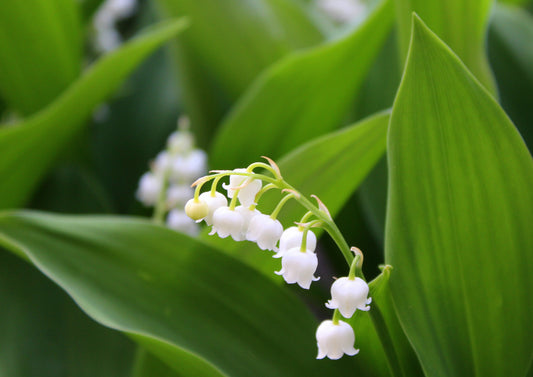 White flowers of the lily of the valley surrounded by green leaves.