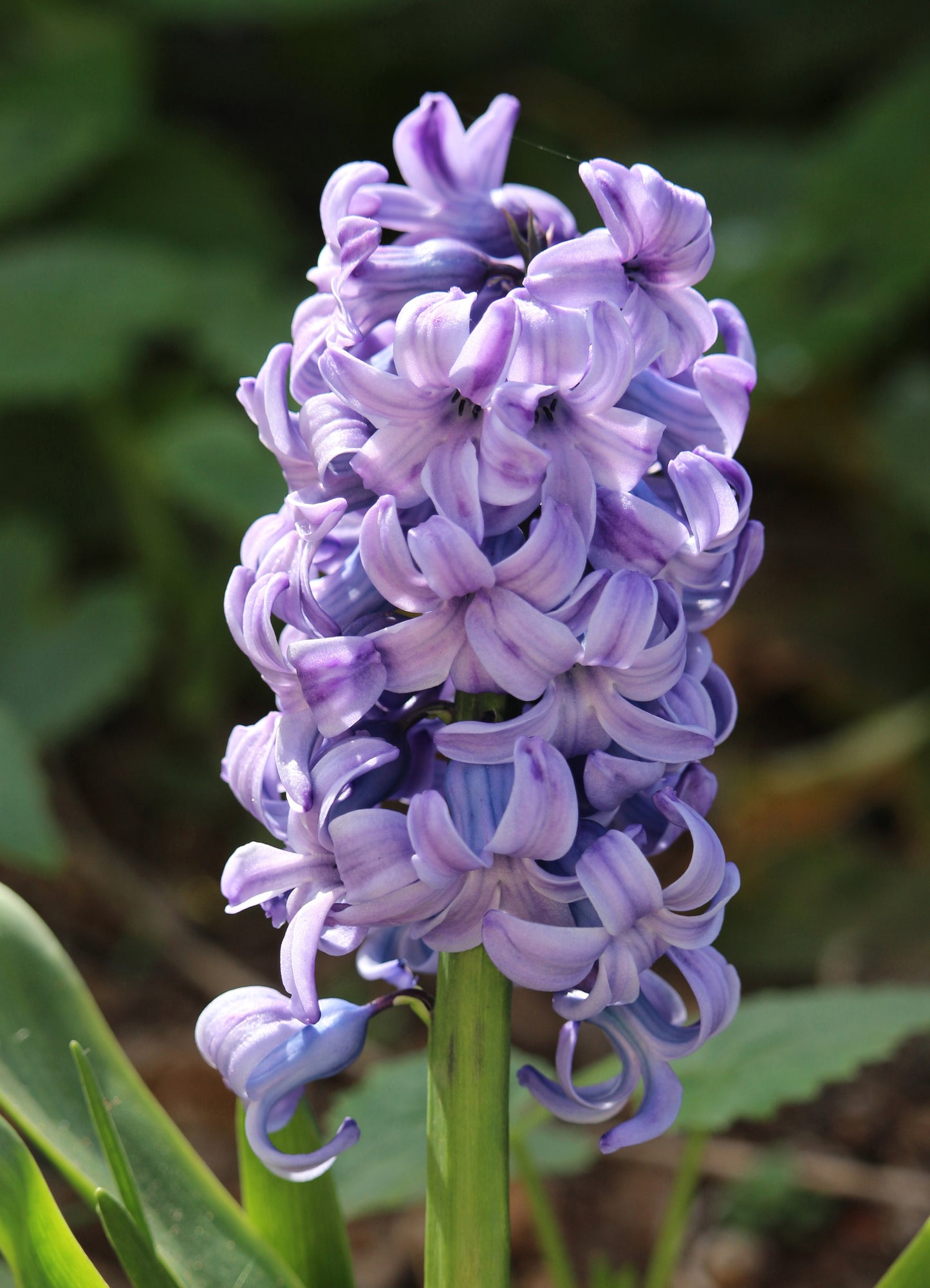 Close-up of a purple hyacinth flower with green leaves in the background